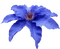 Fleur.Flower.Blue.Victoriabea - PNG gratuit GIF animé