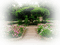 garden path,fleur,a gazebo,Park,adam64 - PNG gratuit GIF animé