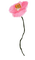 Flower Poppies - darmowe png animowany gif