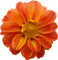 Kaz_Creations Deco Flowers Flower Orange - PNG gratuit GIF animé