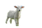 mouton - png grátis Gif Animado