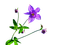 Ancolie violette - Free PNG Animated GIF