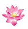 Lotus - png gratis GIF animado