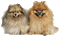 Pomeranian - Bezmaksas animēts GIF animēts GIF