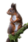 écureuil - gratis png animerad GIF