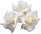 roses blanches 1 - GIF animé gratuit GIF animé