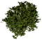 arbusto - PNG gratuit GIF animé
