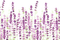 lavender Bb2 - ingyenes png animált GIF