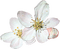 Fleur blanche.Flower.Victoriabea