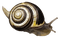 Kaz_Creations Snail - PNG gratuit GIF animé