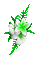 Animated.Flowers.Green.White - By KittyKatLuv65 - Ilmainen animoitu GIF animoitu GIF