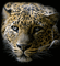 léopard guénpard - GIF animé gratuit GIF animé