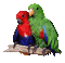 parrots 3 - Бесплатный анимированный гифка анимированный гифка