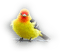 patymirabelle oiseau - 免费PNG 动画 GIF