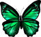 Papillon émeraude - GIF animé gratuit
