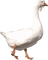 gås-djur---goose - gratis png geanimeerde GIF
