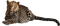 panther, pantteri - ilmainen png animoitu GIF