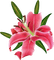 lilies by nataliplus - 免费PNG 动画 GIF