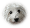 cecily-chien - δωρεάν png κινούμενο GIF