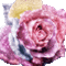 pink rose - Animovaný GIF zadarmo animovaný GIF
