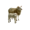 sheep lamb - png grátis Gif Animado