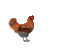 chicken bp - GIF animé gratuit GIF animé