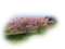 paysage-tree-pink