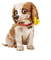 Kaz_Creations Dogs Dog Pup 🐶 - фрее пнг анимирани ГИФ