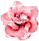 Animated.Glitter.Rose.Pink - By KittyKatLuv65 - GIF animé gratuit GIF animé