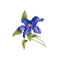 kikkapink deco scrap blue vintage flower - безплатен png анимиран GIF