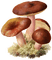 fantasy mushroom bp - PNG gratuit GIF animé