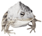 baking soda frog - bezmaksas png animēts GIF