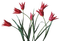Kaz_Creations Flowers Deco Red - PNG gratuit GIF animé