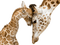 aze girafe - bezmaksas png animēts GIF