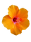 fleur orange - ingyenes png animált GIF