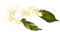Kaz_Creations Flowers Flower Branch - PNG gratuit GIF animé