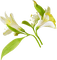 Цветы - darmowe png animowany gif