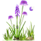 hyacinth Bb2 - png gratis GIF animado