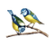 blue birds - PNG gratuit GIF animé