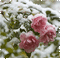 Winter Roses - Darmowy animowany GIF animowany gif