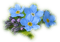 blue flowers 6 - PNG gratuit GIF animé