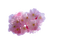 kukka fleur flower - nemokama png animuotas GIF