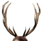 antlers - δωρεάν png κινούμενο GIF