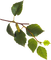 Ветка березы - darmowe png animowany gif