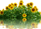 sunflowers bp - besplatni png animirani GIF