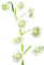 Lily of the Valley - png gratuito GIF animata