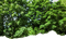 Wald - ingyenes png animált GIF