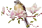 spring printemps flower fleur blossom fleurs gif anime animated tube deco  blumen pink branch bird oiseau vogel garden jardin glitter - Free animated GIF Animated GIF