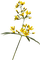 höst blomma---autumn flower - zdarma png animovaný GIF
