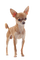 Hund, Chihuahua - zdarma png animovaný GIF